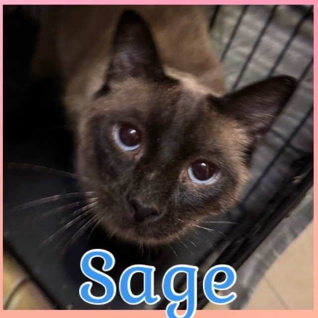 Sage 1