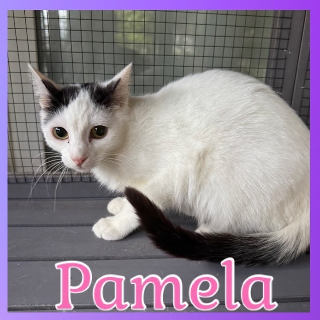 Pamela 1