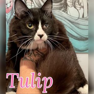 Tulip