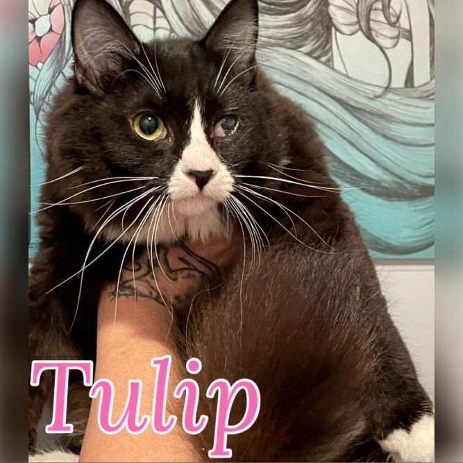 Tulip