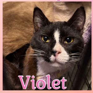 Violet