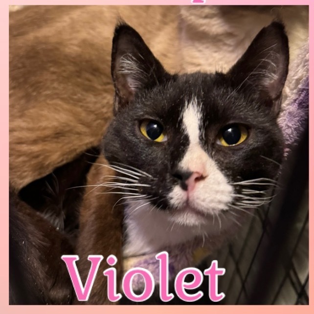 Violet 1