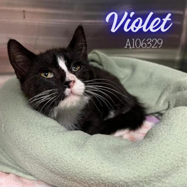 Violet 2