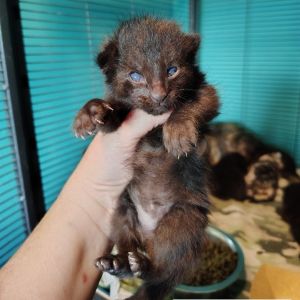 Baby 3
