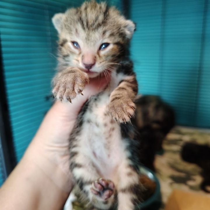 Baby 4 1