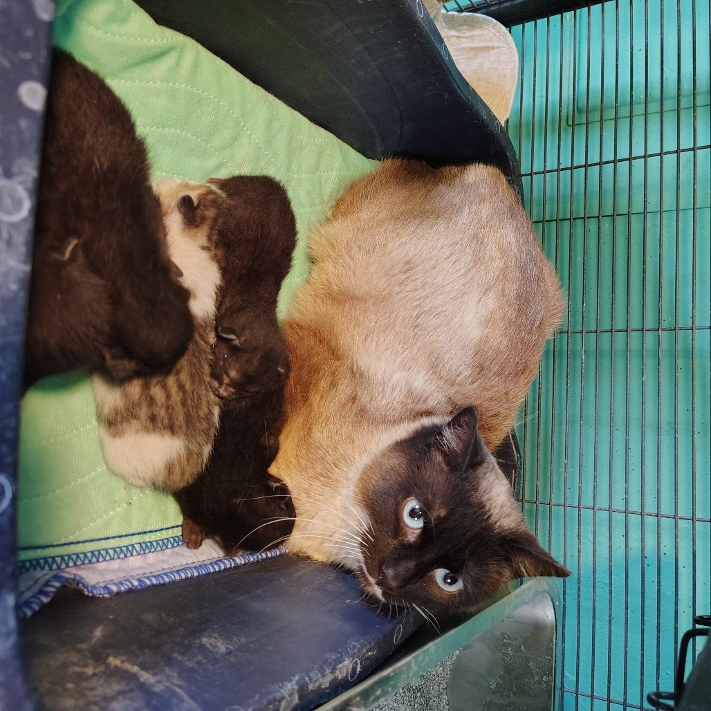 Catniss, an adoptable Siamese, Snowshoe in Osawatomie, KS, 66064 | Photo Image 1