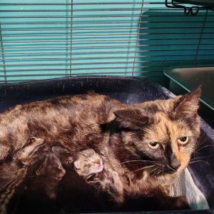 Snapdragon, Adult Female Domestic Short Hair
