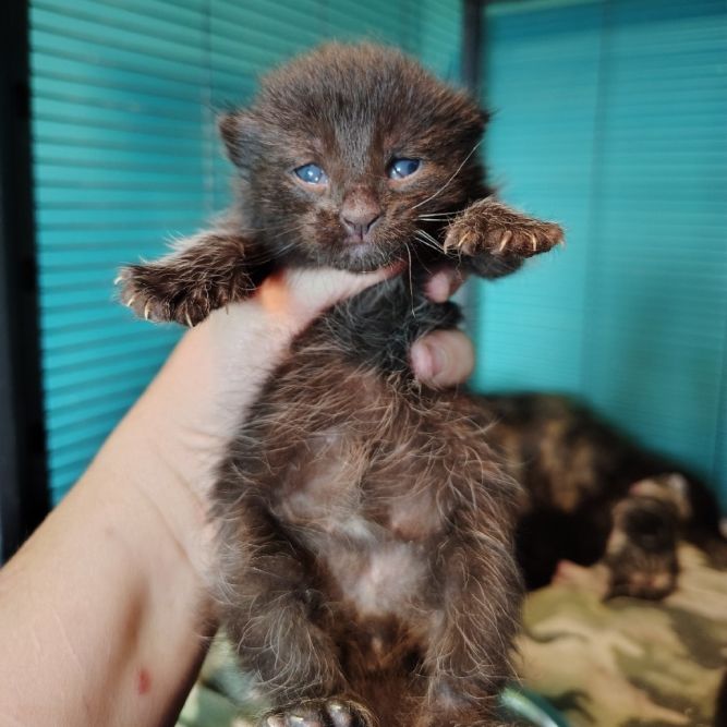 Baby 2