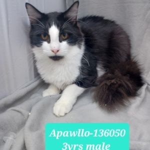 Apawllo