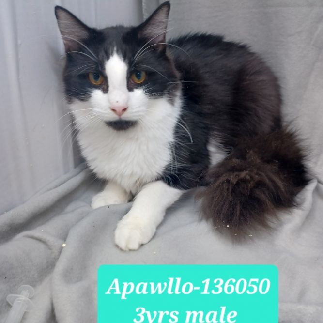 Apawllo