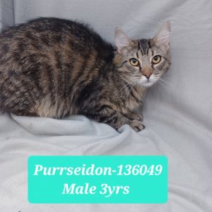 Purrseidon
