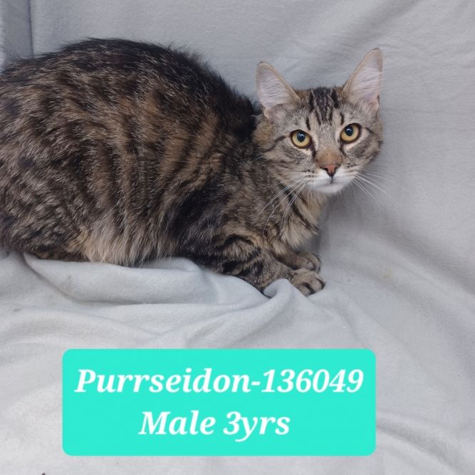 Purrseidon