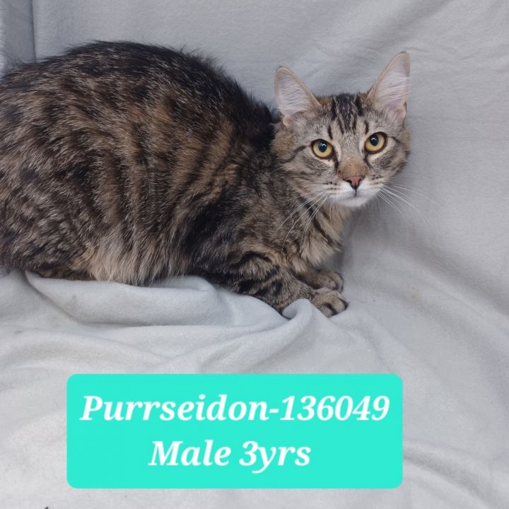 Purrseidon 1