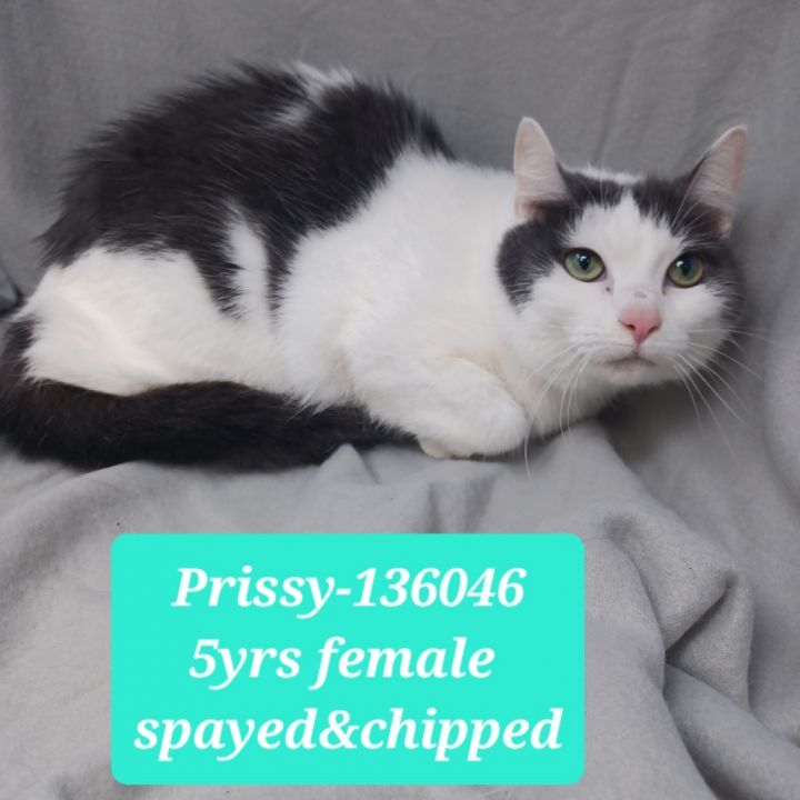 Prissy 1