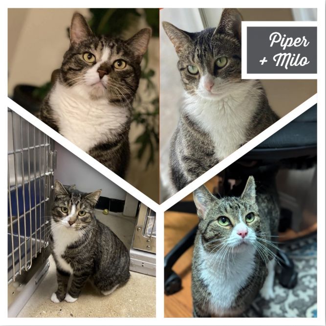 Milo