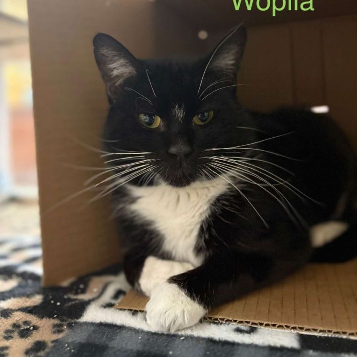 Wopila *Meet me at Lakeville Petsmart* 1