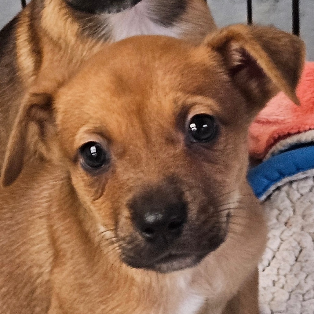 Mikki