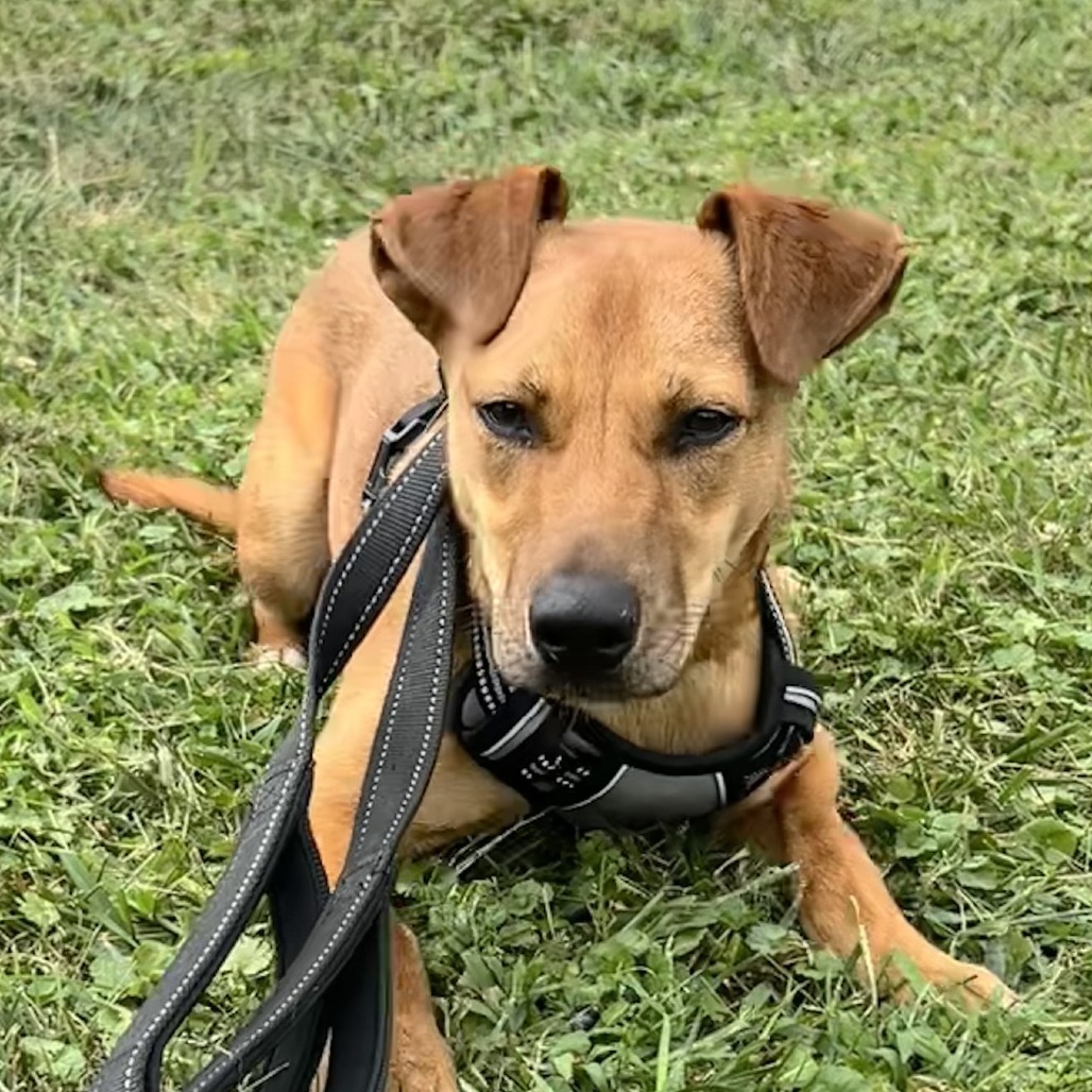 Mikki