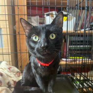 Sam is a sleek soft-furred black cat with a heart as gentle as his purrs A little shy at first