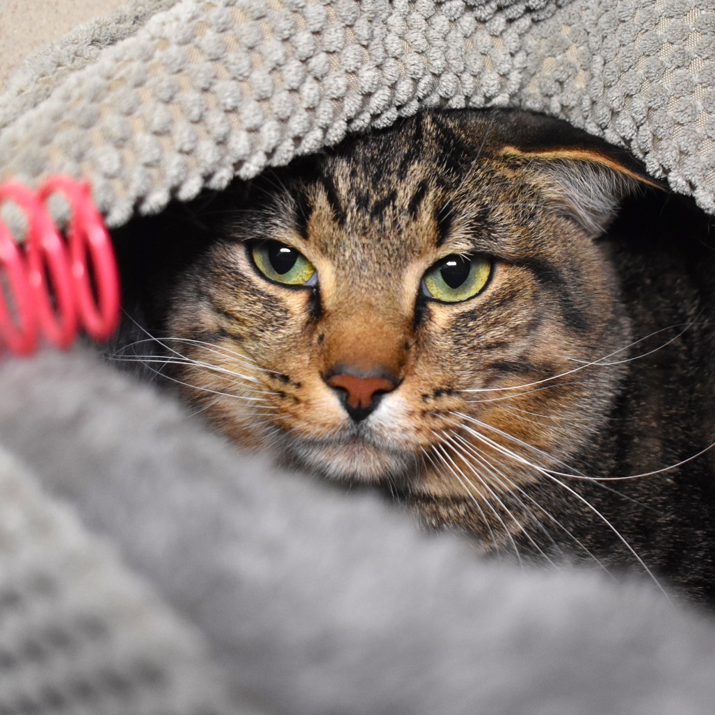 Malcom, an adoptable Domestic Short Hair in Rifle, CO, 81650 | Photo Image 1