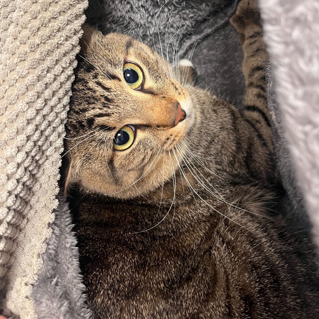 Malcom, an adoptable Domestic Short Hair in Rifle, CO, 81650 | Photo Image 2
