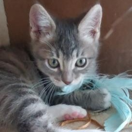 Tigger