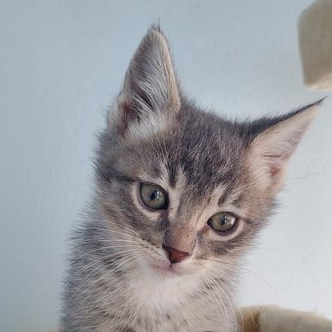 Tigger