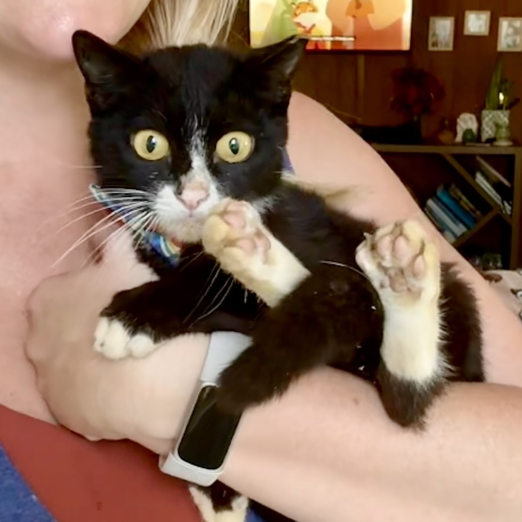 Newbie 10 - Help Us Name This Newbie!, an adoptable Domestic Medium Hair in Pahoa, HI, 96778 | Photo Image 1