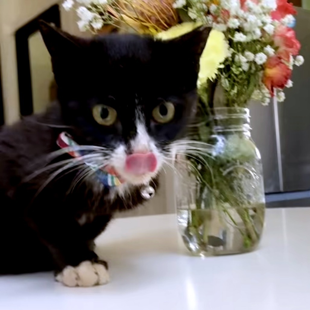 Newbie 10 - Help Us Name This Newbie!, an adoptable Domestic Medium Hair in Pahoa, HI, 96778 | Photo Image 3
