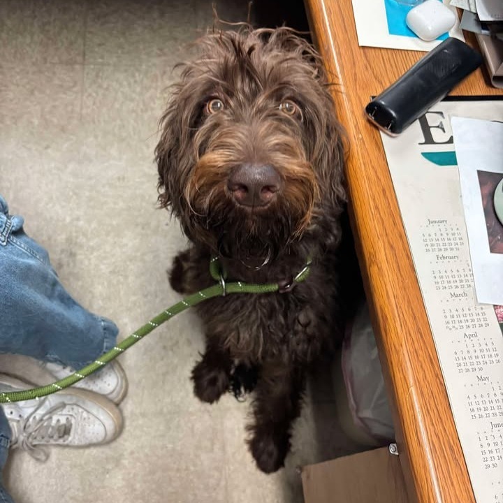 Sherly *STRAY*, an adoptable Poodle, Chocolate Labrador Retriever in Glenwood, MN, 56334 | Photo Image 1