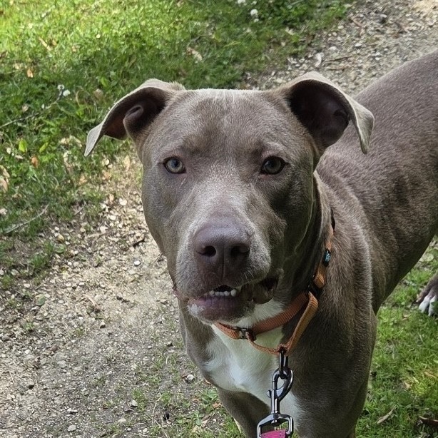 Red, an adoptable Weimaraner, Pit Bull Terrier in Rock Falls, IL, 61071 | Photo Image 1