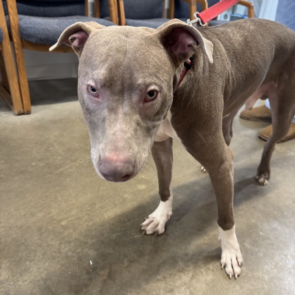 Red, an adoptable Weimaraner, Pit Bull Terrier in Rock Falls, IL, 61071 | Photo Image 2