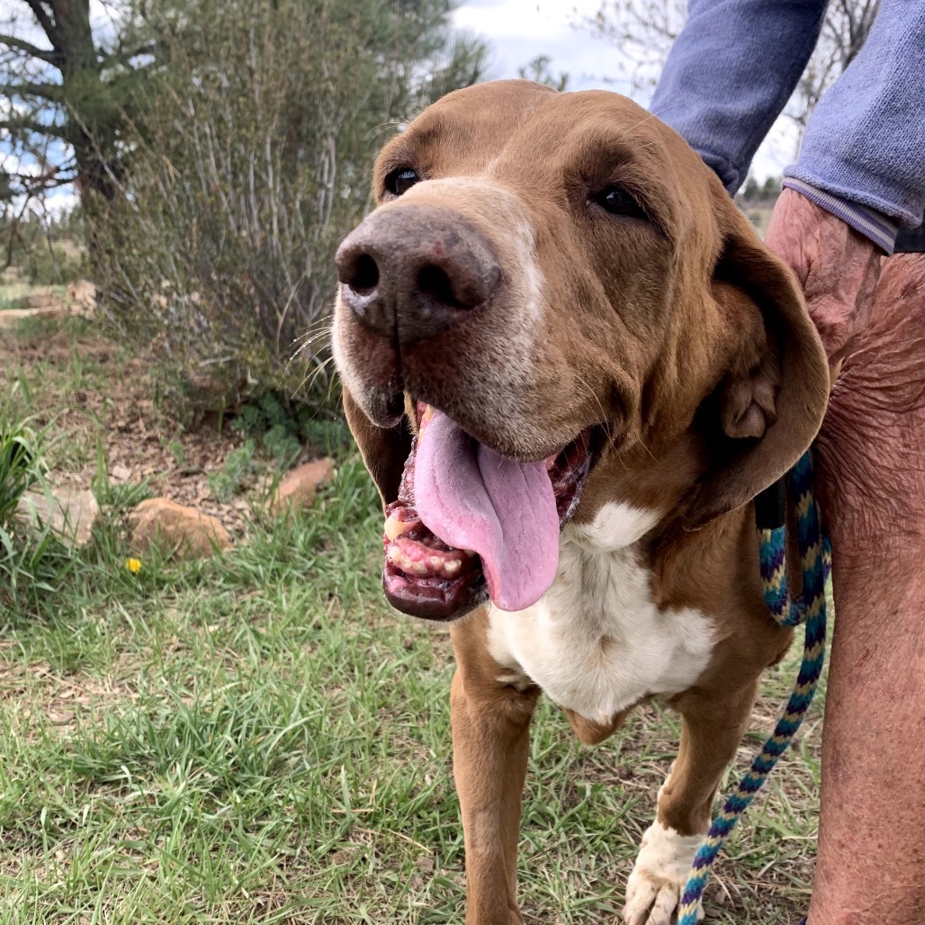 Clay, an adoptable Hound in Pagosa Springs, CO, 81147 | Photo Image 1