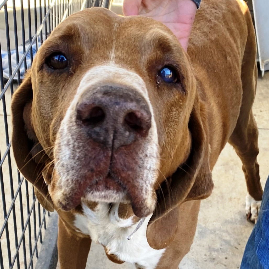 Clay, an adoptable Hound in Pagosa Springs, CO, 81147 | Photo Image 2