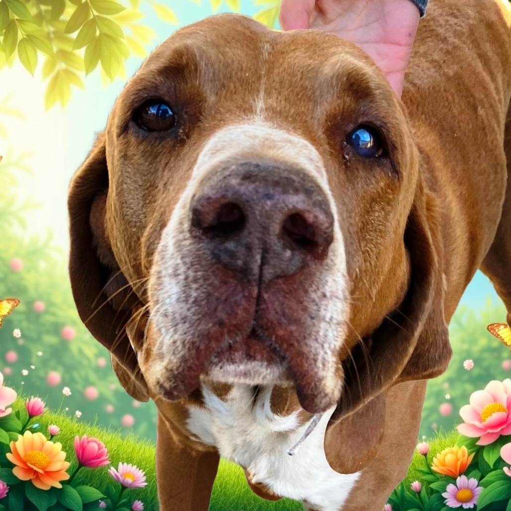 Clay, an adoptable Hound in Pagosa Springs, CO, 81147 | Photo Image 3