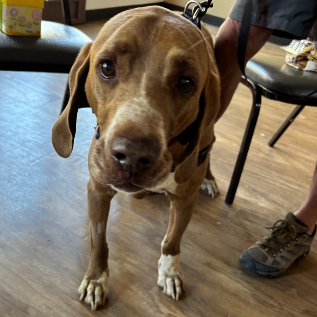 Clay, an adoptable Hound in Pagosa Springs, CO, 81147 | Photo Image 4