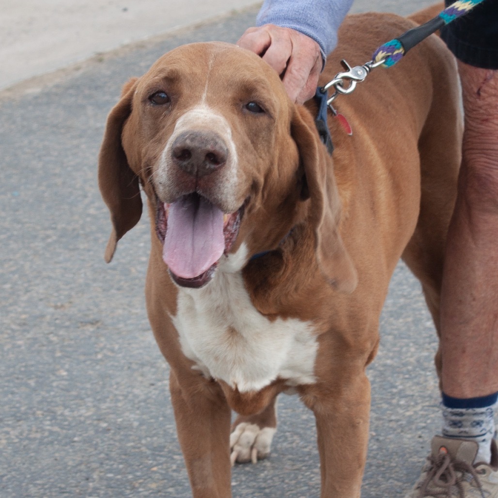 Clay, an adoptable Hound in Pagosa Springs, CO, 81147 | Photo Image 5