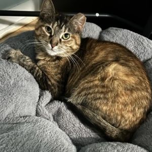 Foxy Arellano, Young Female unknown