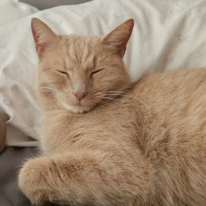 Tessa Ramishvili, Adult Female Domestic Short Hair