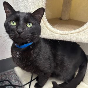 Shadow, Senior Male Domestic Short Hair
