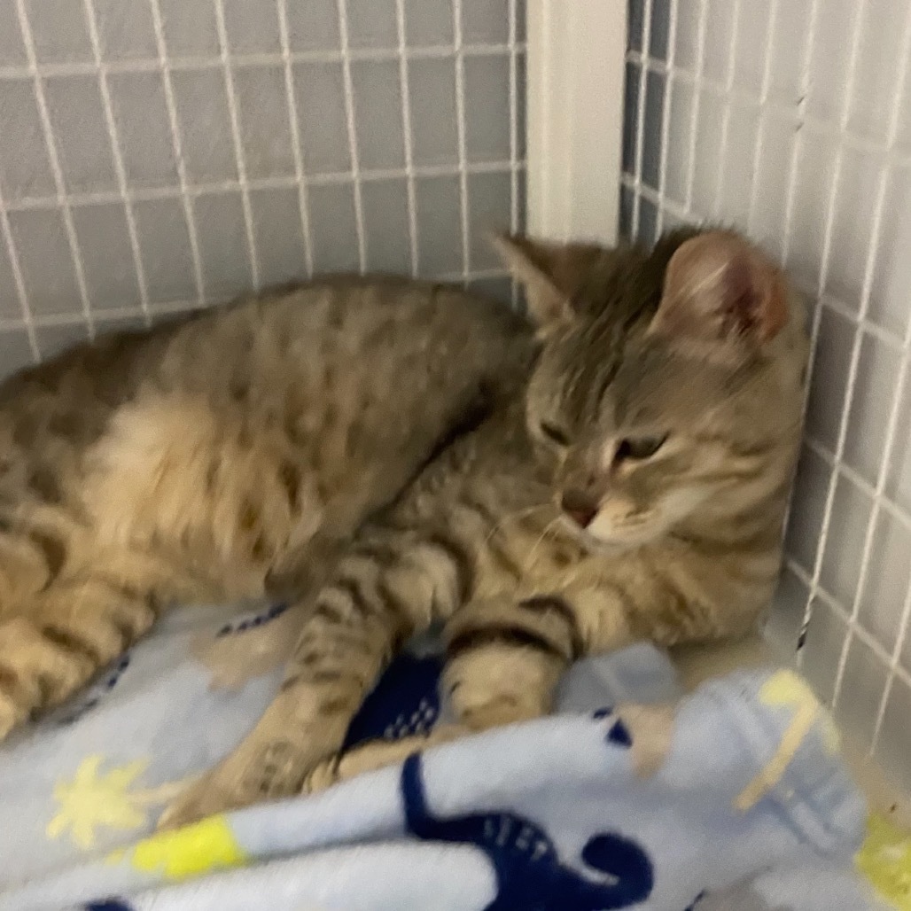Cloudy (At Petsmart-280)