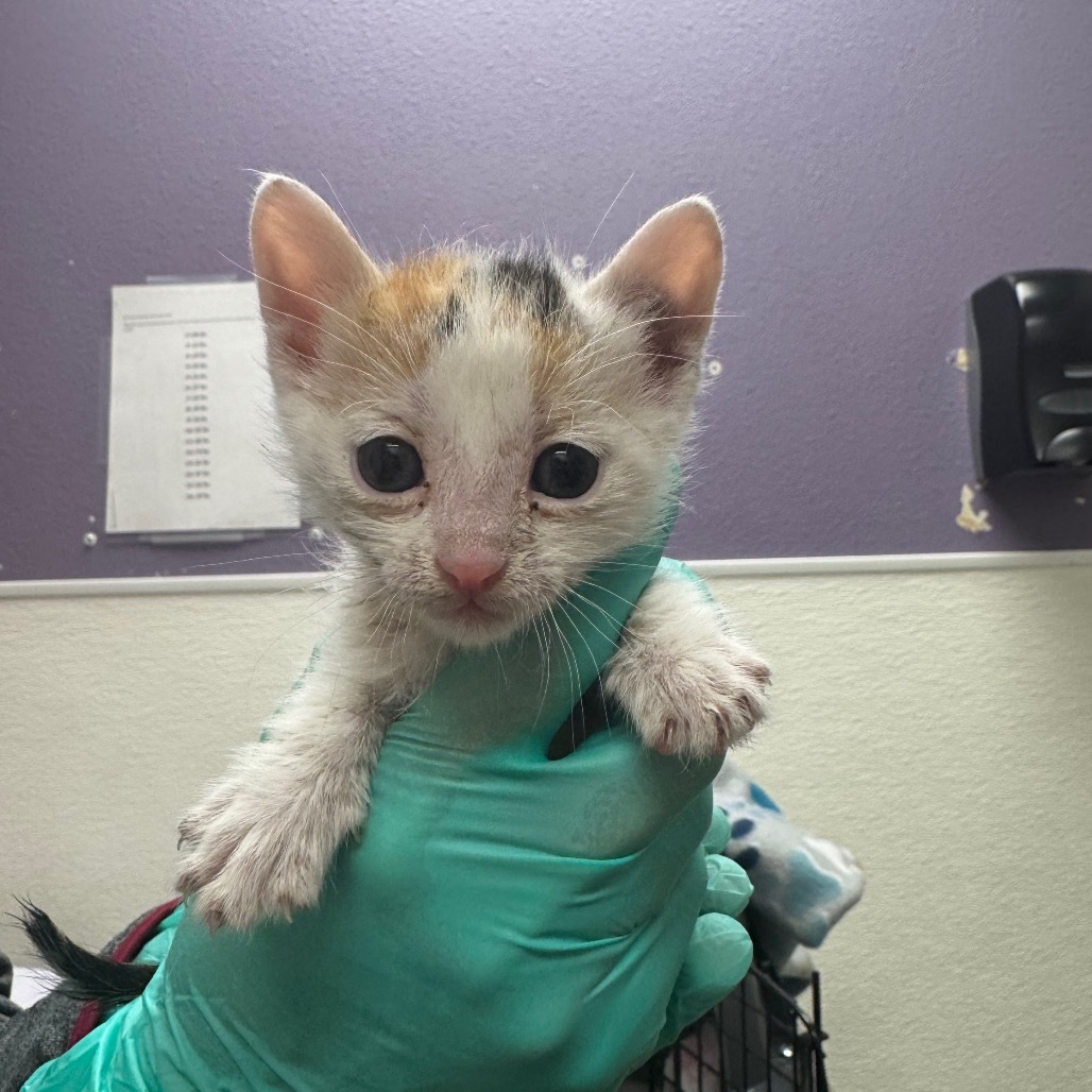 Stray Hold- Willow
