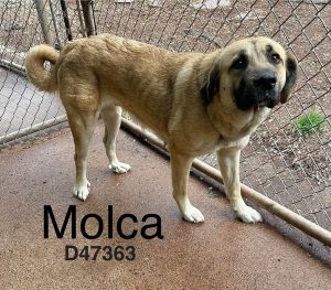 Molca