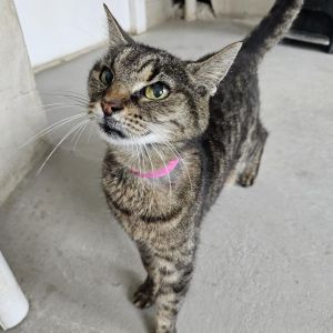 Lisa, Adult Female unknown