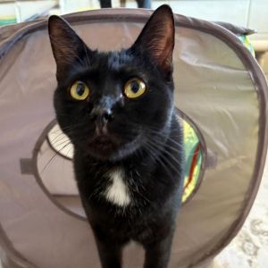 Onyx, Adult Female unknown