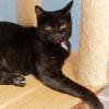 Onyx photo 3