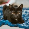 Onyx photo 5