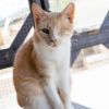 Debbie - Working Cat photo 1