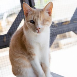 Debbie - Working Cat