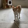 Debbie - Working Cat photo 2